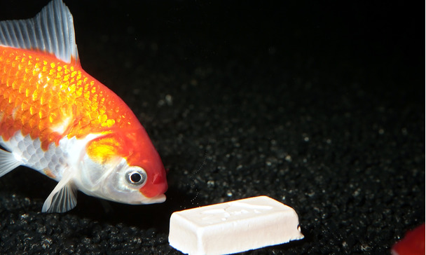 goldfish food block