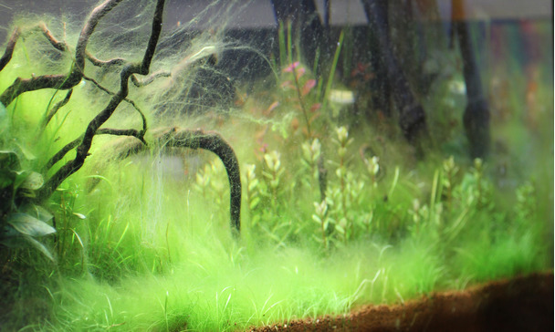 best aquarium plants for oxygen