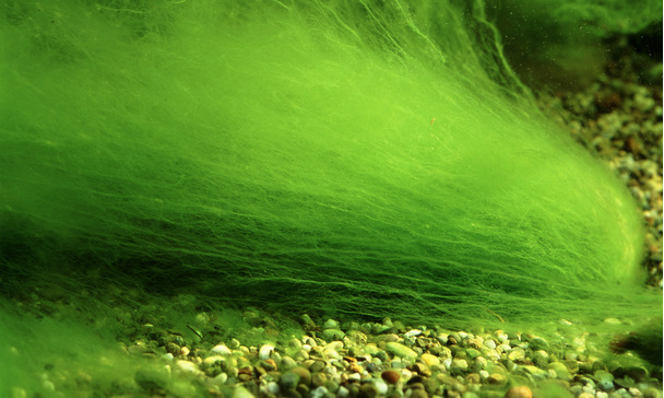 Lutte contre les algues