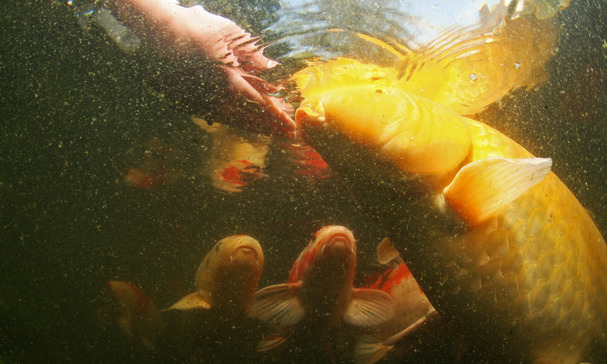 koi pond shop