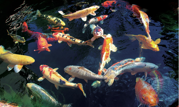 jbl propond goldfish