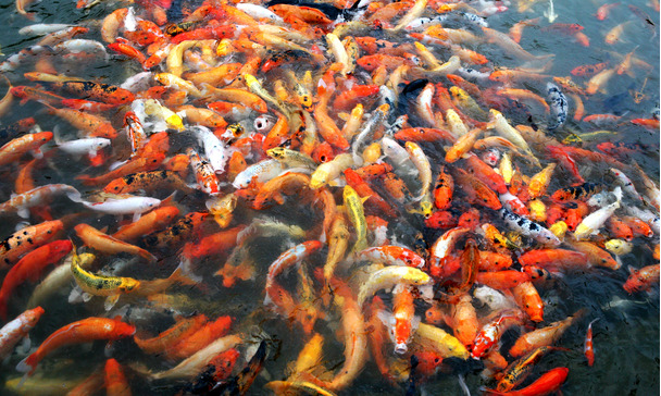 pond fish food