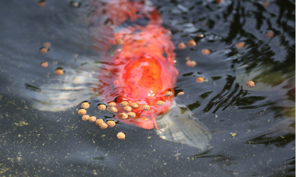 What to feed fish in a pond? Developing a feeding program for your