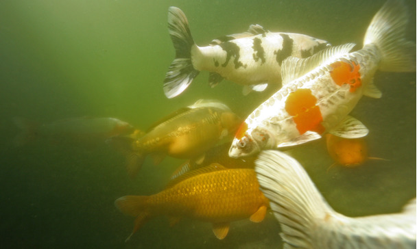 fish pond shop near me