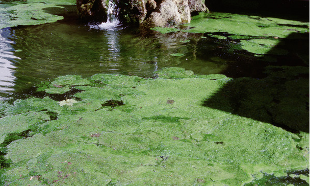 Algae species Algae species