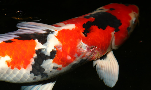 algae eater pond fish