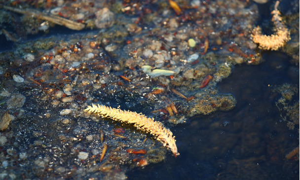 Pollen, der Algenmotor im Teich