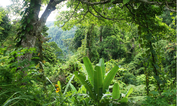 The Rainforest Terrarium