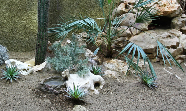 The desert terrarium