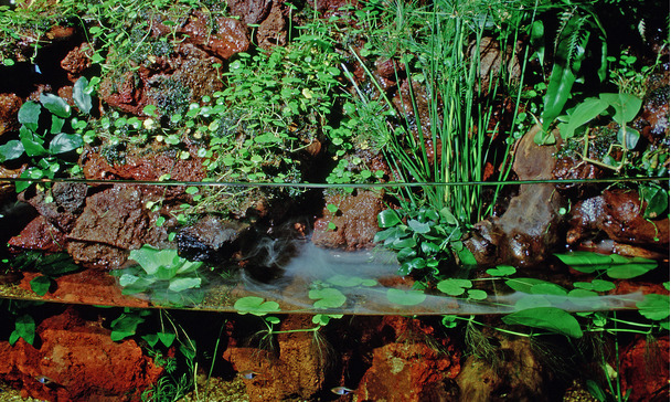 The Aquatic Terrarium Or Paludarium