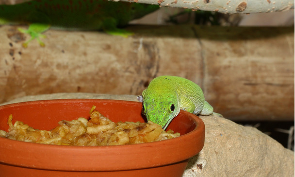 Feeding types Feeding types