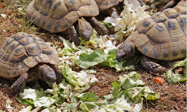 Feeding types Feeding types