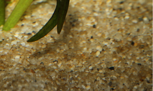 Getting rid of diatoms - no problem at all