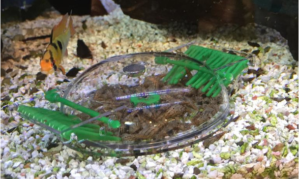 Aquarium Fische Die Schnecken Fressen