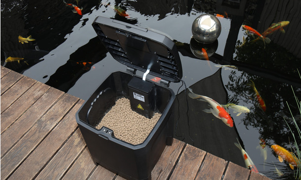 Koi automatisch füttern Ein Futterautomat am Gartenteich