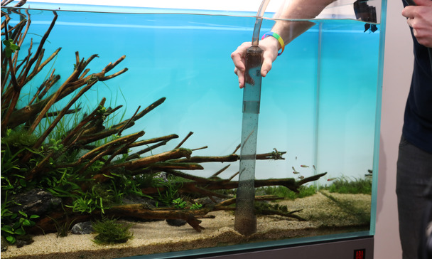 Here s how you clean your aquarium substrate correctly