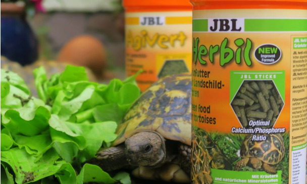 Turtle Boon The story of Thomas and his turtle Bonny - #jblcommunity