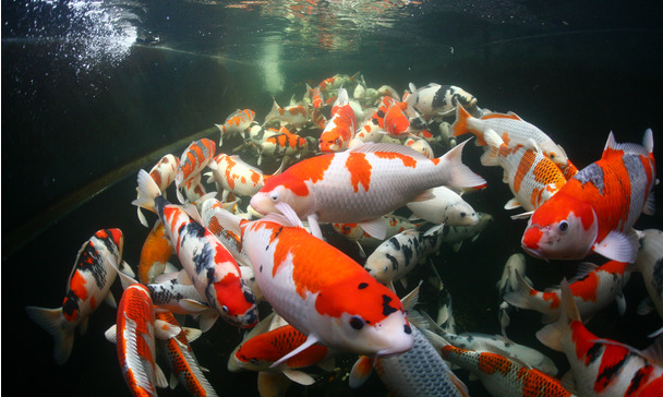 Koi: The Living Jewels of the Seattle Japanese Garden — Seattle
