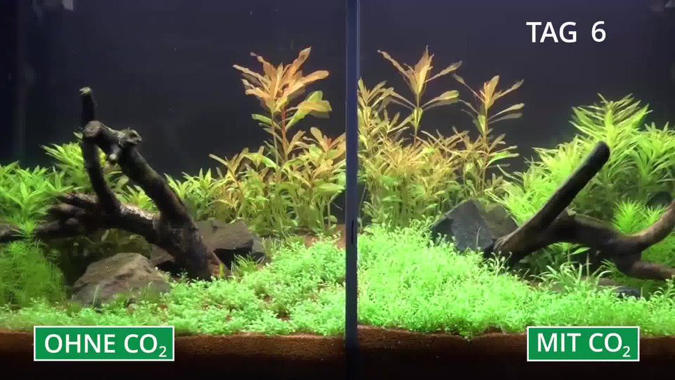 co2 for aquarium best