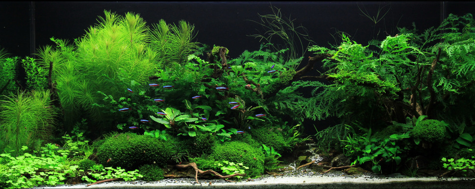 Aquarium Plant Identification Chart