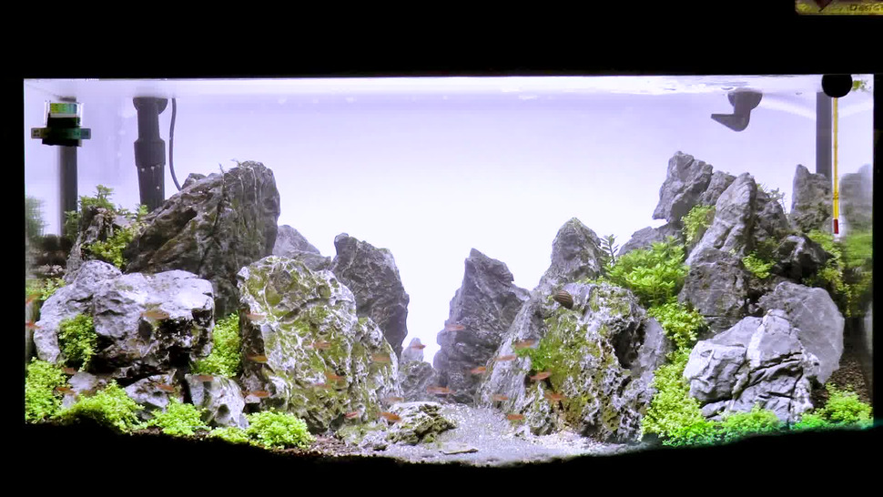 aquascaping aquarium type jbl dreamscape