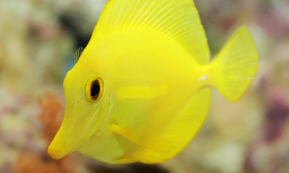 Marine animals Marine animals