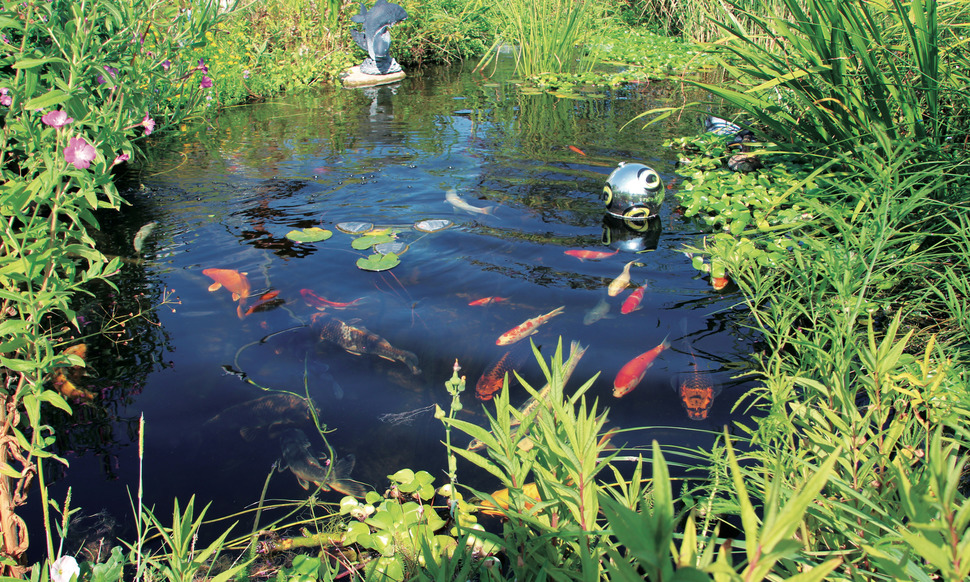 effekt fisch verschmutzung sex wasser