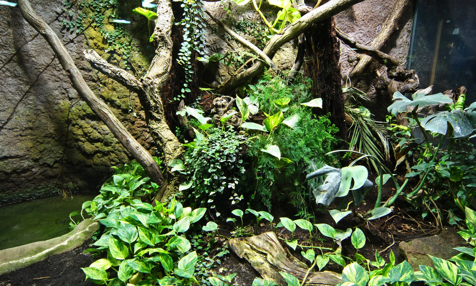 Terrarium tropical humide